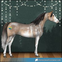 Horse Color:White Spotted Buckskin Splash 