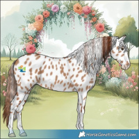 Horse Color:Red Dun Appaloosa 