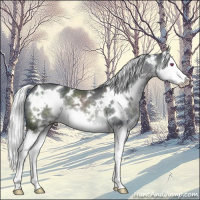 Horse Color:White Spotted Silver Black Chinchilla Splash 