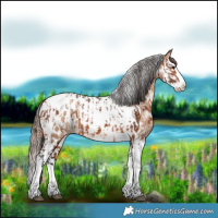 Horse Color:Bay Splash Tobiano Appaloosa  and Amber Champagne Splash Tobiano Appaloosa 