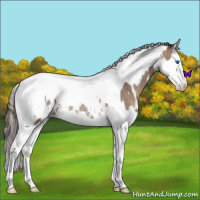Horse Color:White Spotted Classic Champagne Splash Tobiano Blanket Rabicano 