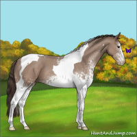Horse Color:White Spotted Classic Champagne Tobiano 