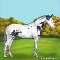Horse Color:White Spotted Black Splash Tobiano 