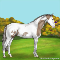 Horse Color:Classic Champagne Splash Tobiano Appaloosa Rabicano 