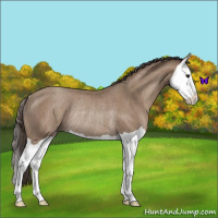 Horse Color:Classic Champagne Splash Rabicano