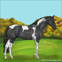 Horse Color:Blue Roan Tobiano 