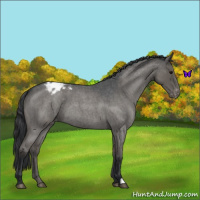 Horse Color:Blue Roan Varnish 