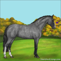 Horse Color:Blue Roan Varnish 