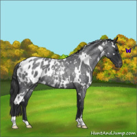 Horse Color:White Spotted Blue Roan Blanket 