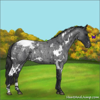 Horse Color:White Spotted Blue Roan Appaloosa 
