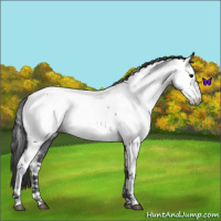Horse Color:Blue Roan Near Fewspot