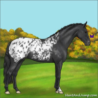 Horse Color:Blue Roan Appaloosa