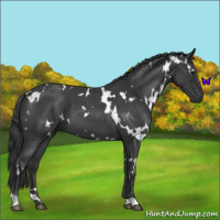 Horse Color:White Spotted Blue Roan 