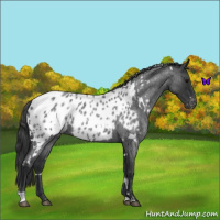 Horse Color:White Spotted Blue Roan Near Leopard 
