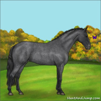 Horse Color:Blue Roan Varnish 