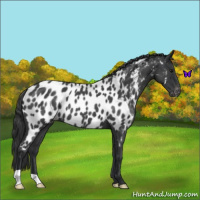 Horse Color:Blue Roan Near Leopard 