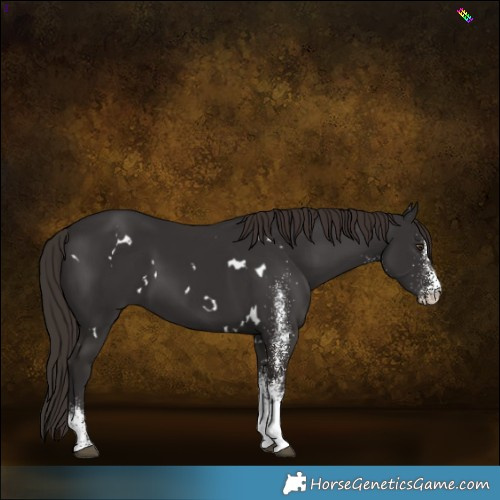 Horse Color:White Spotted Liver Chestnut 
