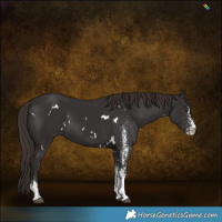 Horse Color:White Spotted Liver Chestnut 