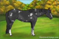 Horse Color:White Spotted Black 