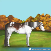 Horse Color:White Spotted Liver Chestnut 