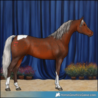 Horse Color:Silver Brown Tobiano Rabicano