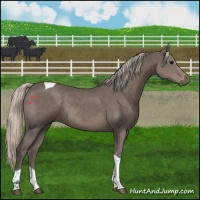 Horse Color:Silver Black Tobiano Rabicano