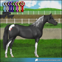 Horse Color:Black Tobiano 