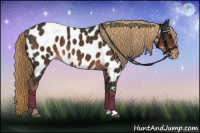 Horse Color:Liver Chestnut Appaloosa