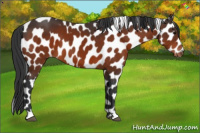 Horse Color:Bay Appaloosa 