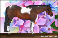 Horse Color:Brown Sabino Tobiano