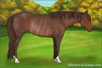 Horse Color:Liver Chestnut Rabicano 