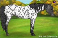 Horse Color:Blue Roan Near Leopard