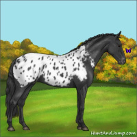 Horse Color:Blue Roan Near Leopard 