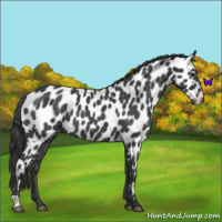 Horse Color:Blue Roan Near Leopard