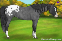 Horse Color:Blue Roan Splash Appaloosa 