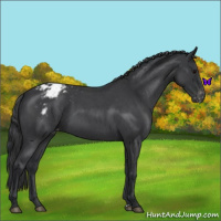 Horse Color:Blue Roan Appaloosa