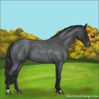 Horse Color:Blue Roan Varnish 