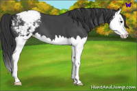 Horse Color:Blue Roan Splash Snowcap 