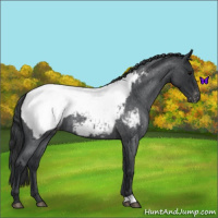 Horse Color:Blue Roan Near Fewspot 