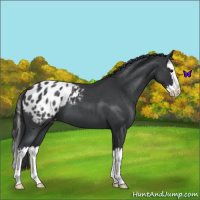 Horse Color:Blue Roan Splash Appaloosa 