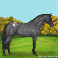 Horse Color:Blue Roan Appaloosa 