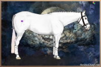 Horse Color:Nacre White Spotted Silver Amber Champagne Ice Onyx Splash Appaloosa Rabicano 
