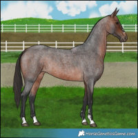 Horse Color:Bay Roan 