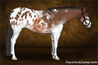 Horse Color:White Spotted Bay Appaloosa 