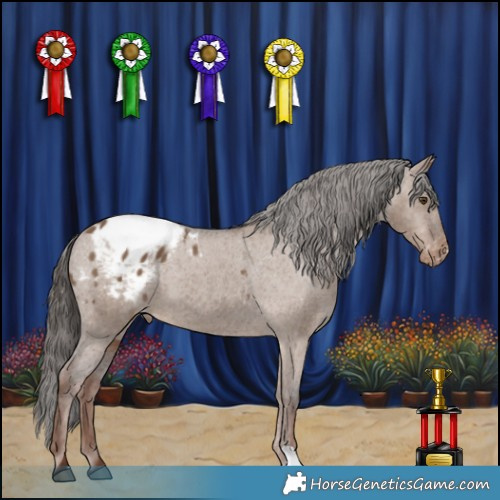 Horse Color:Liver Red Dun Appaloosa 