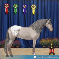 Horse Color:Liver Red Dun Appaloosa 
