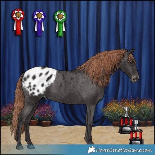 Horse Color:Liver Chestnut Appaloosa 