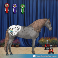 Horse Color:Liver Chestnut Appaloosa 