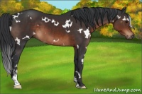 Horse Color:White Spotted Brown Sabino