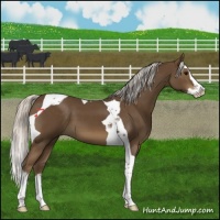 Horse Color:Silver Smoky Black Splash Tobiano 